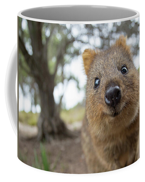 Quokka Coffee Mug featuring the photograph Quokka by Max Waugh