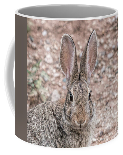 Rabbitt Coffee Mug featuring the photograph RaBBIT sTARE by Dorothy Cunningham