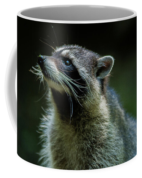 Nature Coffee Mug featuring the photograph Raccoon 1 by Jason Brooks