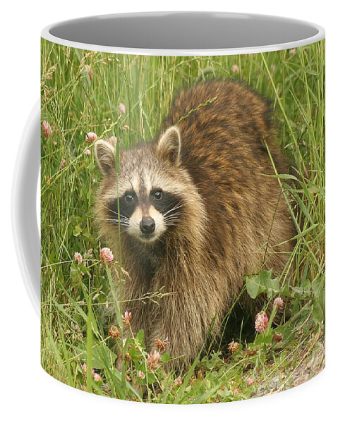 Raccoon Coffee Mug featuring the photograph Raccoon by Doris Potter