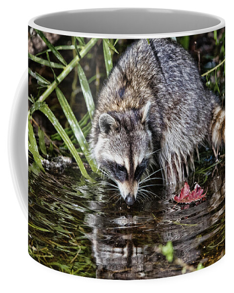 Raccoon Coffee Mug featuring the photograph Raccoon Feeding in Water Beside a Red Leaf by Artful Imagery