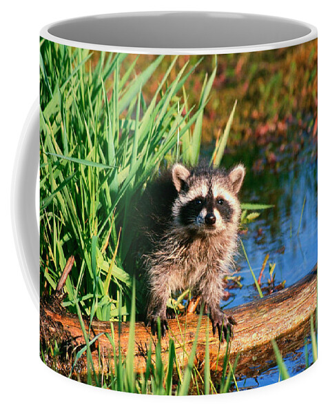 Raccoon Coffee Mug featuring the photograph Raccoon by Jackie Russo