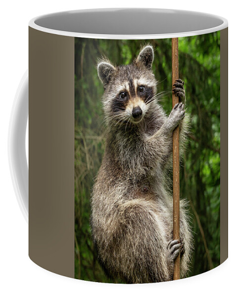 Raccoon Coffee Mug featuring the photograph Raccoon Pole Dancer - Wildlife in the Bird Yard by Carol Senske