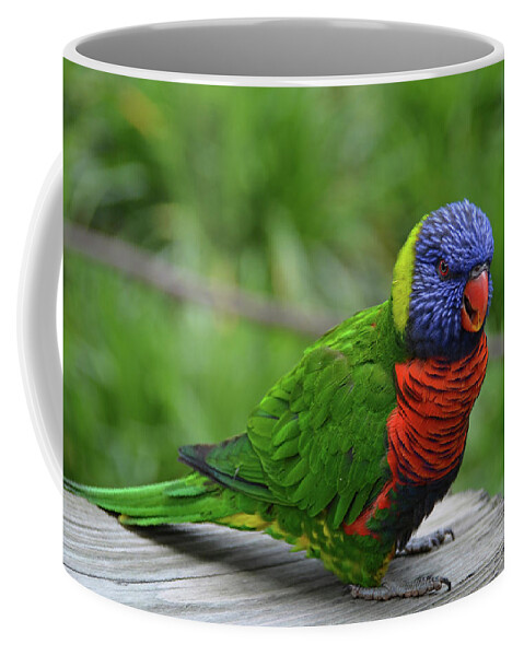 Rainbow Lorikeet Coffee Mug featuring the photograph Rainbow Lorikeet by Ronda Ryan