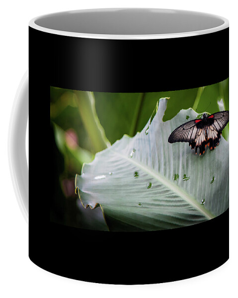 Rainforest Butterflies Coffee Mug featuring the photograph Raining Wings by Karen Wiles