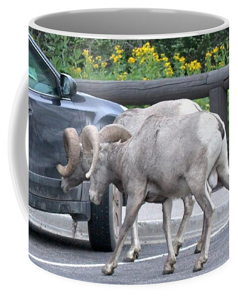 Bighorn Sheep Coffee Mug featuring the photograph Ram Tough Subaru by Adam Jewell