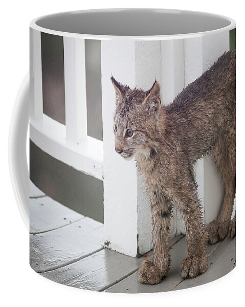 Lynx Coffee Mug featuring the photograph Laser Eyes Big Feet by Tim Newton
