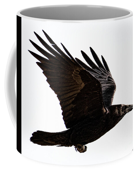 Raven Coffee Mug featuring the photograph Raven Fight by Lisa Manifold