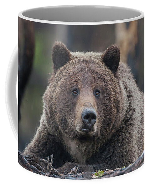 Mark Miller Photos Coffee Mug featuring the photograph Raw, Rugged and Wild- Grizzly by Mark Miller