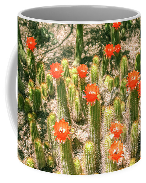 Cactus Coffee Mug featuring the photograph Reach for the sky by Darrell Foster