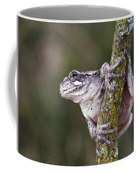 Hyla Versicolor Coffee Mug featuring the photograph Ready to Jump by Jim Zablotny