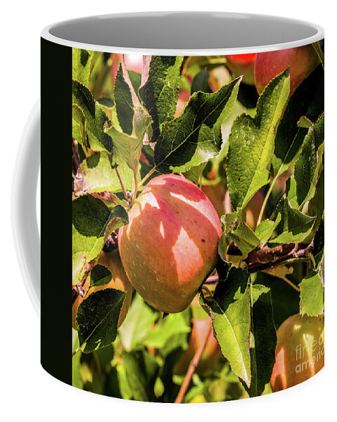 Tree Coffee Mug featuring the photograph Ready to Pick by Elvis Vaughn