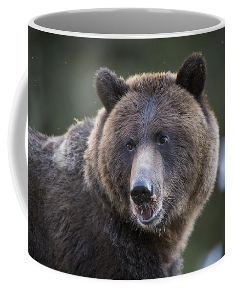 Bear Coffee Mug featuring the photograph Up Close to a Grizzly by Bill Cubitt