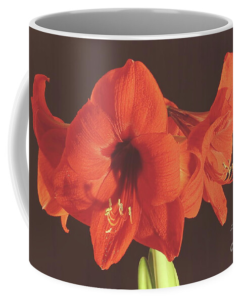 Red Coffee Mug featuring the photograph Red Amaryllis by Allen Nice-Webb