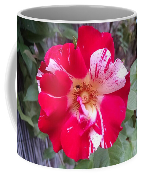 Floral Coffee Mug featuring the photograph Red and white rose by Steven Wills