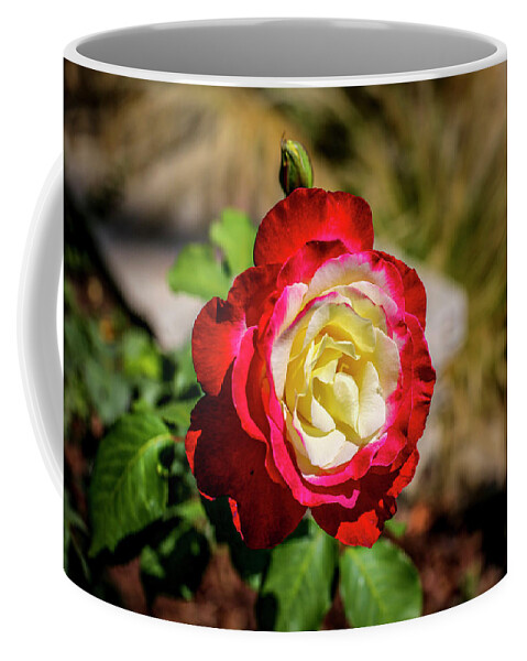 Rose Coffee Mug featuring the photograph Red and Yellow Rose by Gene Parks