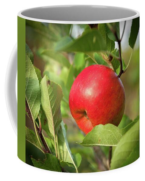 Apple Coffee Mug featuring the photograph Red apple on a tree by Stefan Rotter