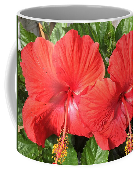 Hibiscus Coffee Mug featuring the photograph Red Beauties by Val Oconnor
