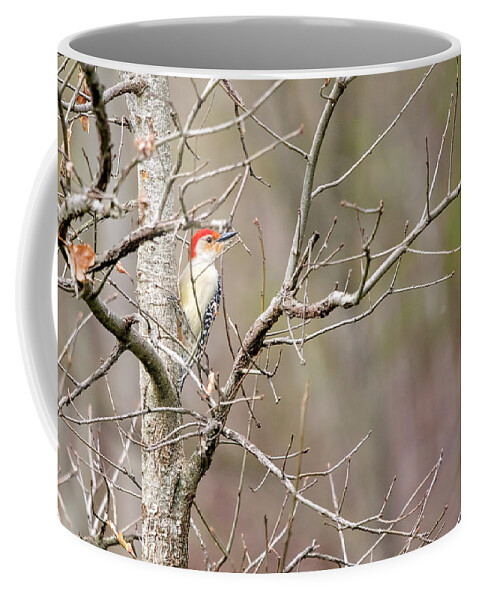 Woodpecker Coffee Mug featuring the photograph Red-bellied Woodpecker by Deborah Penland