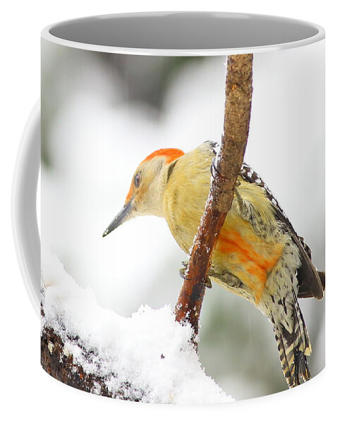 Red-bellied Woodpecker Coffee Mug featuring the photograph Red-bellied Woodpecker With Snow by Daniel Reed
