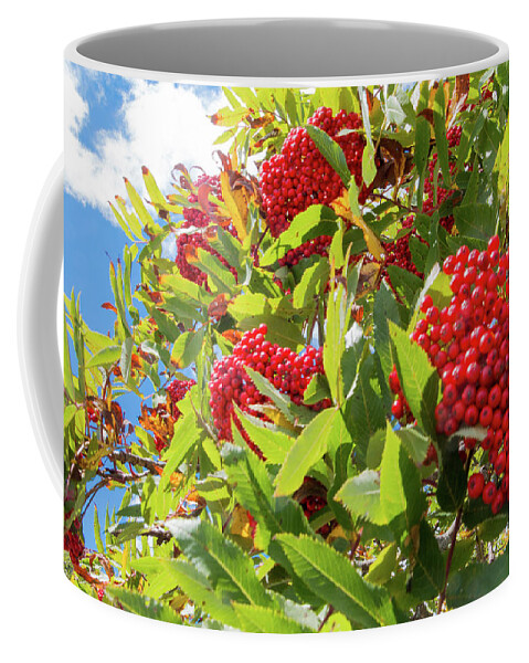 Red Coffee Mug featuring the photograph Red Berries, Blue Skies by D K Wall