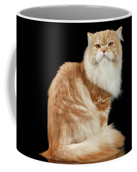 Persian Coffee Mug featuring the photograph Red big adult persian Cat Angry Sits and turned Back on black by Sergey Taran