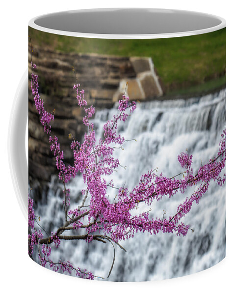 Cercis Canadensi Coffee Mug featuring the photograph RedBud at Devils Den by James Barber