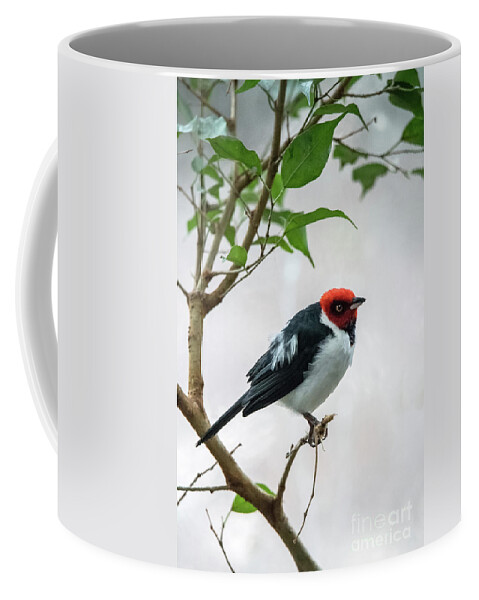 South America Coffee Mug featuring the photograph Red Capped Cardinal 2 by Ed Taylor