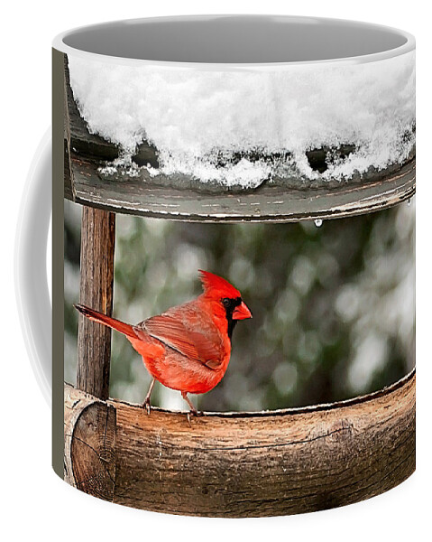 Red Cardinal Bird Photo Coffee Mug featuring the photograph Red Cardinal Print by Gwen Gibson