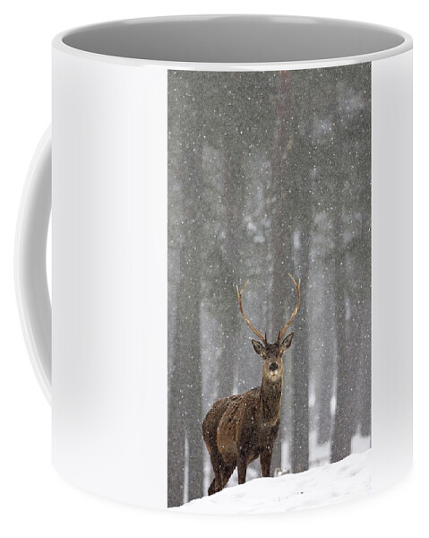 Red Coffee Mug featuring the photograph Red Deer In A Blizzard by Pete Walkden