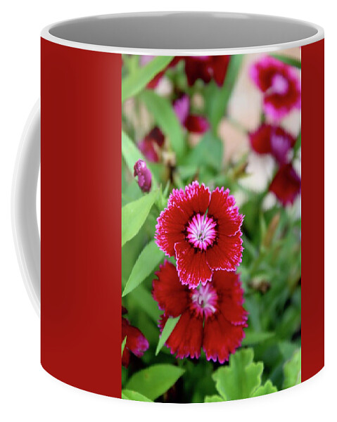Photograph Coffee Mug featuring the photograph Red Dianthus Smiles by M E