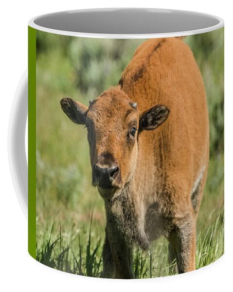 Grand Teton National Park Coffee Mug featuring the photograph Red Dog Bison Calf by Yeates Photography