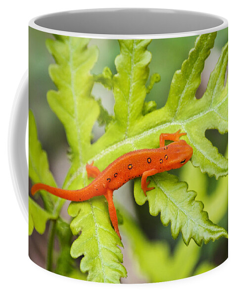 Red Eft Coffee Mug featuring the photograph Red Eft Eastern Newt by Christina Rollo