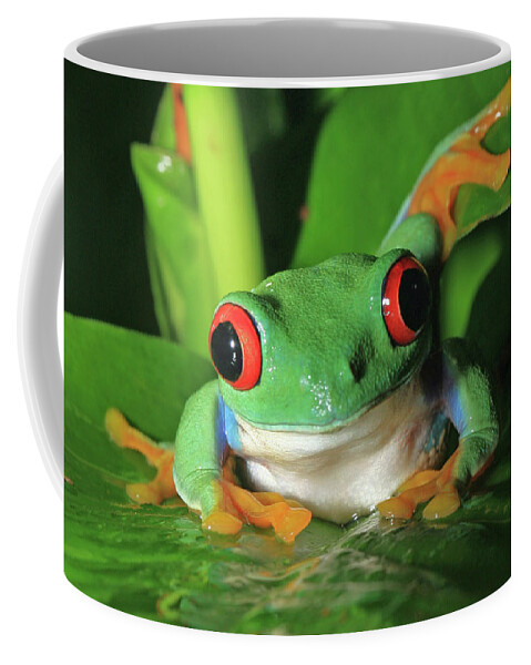 Frog Coffee Mug featuring the photograph Red Eyed Tree Frog by David Freuthal