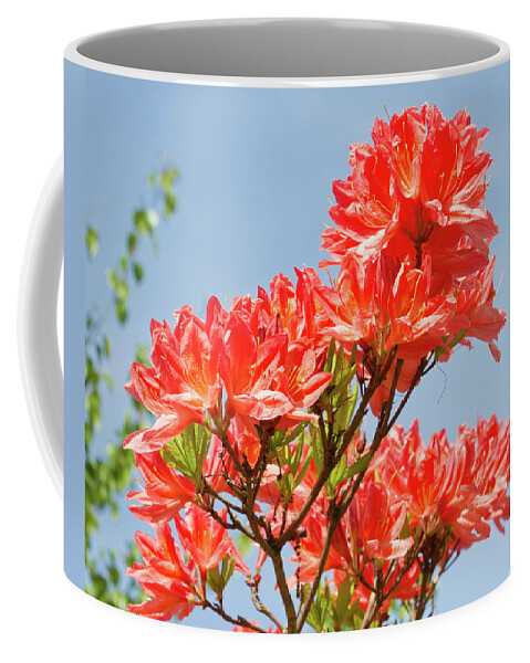 Pretty Flower Pictures Coffee Mug featuring the photograph Red Flowers by Ed James