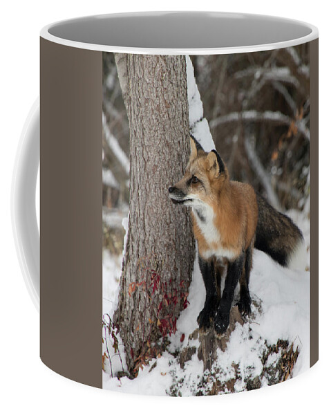Animal Coffee Mug featuring the photograph Red Fox 9466 by Teresa Wilson