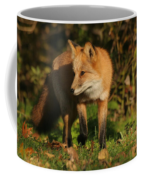Red Fox Coffee Mug featuring the photograph Red Fox by Doris Potter