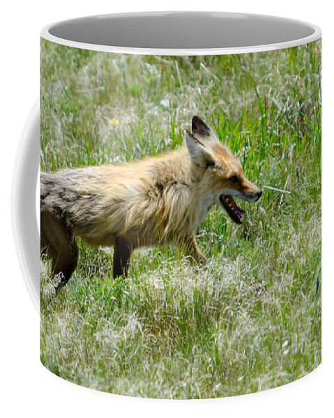 Animal Coffee Mug featuring the photograph Red Fox in a Field by Crystal Wightman
