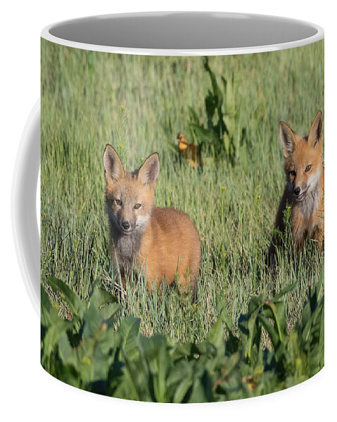 Fox Coffee Mug featuring the photograph Red Fox Kits Explore Their New World by Tony Hake