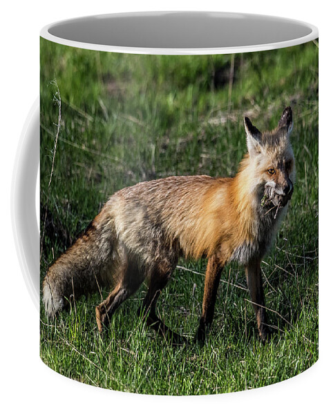Fox Coffee Mug featuring the photograph Red Fox by Paul Freidlund