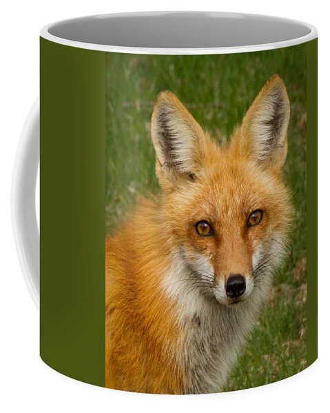 Fox Coffee Mug featuring the photograph Red Fox Portrait by Brian Caldwell