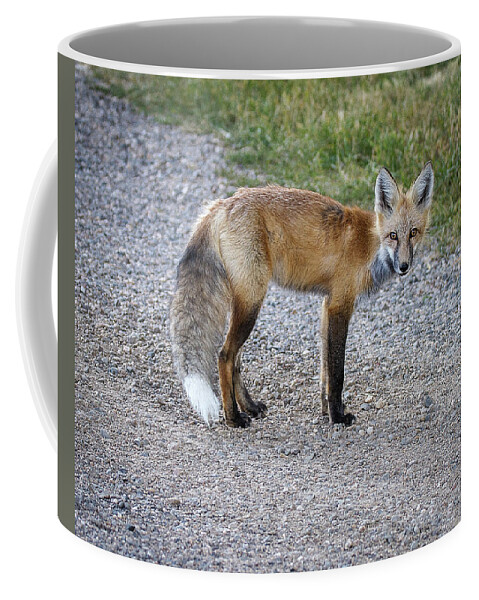 Red Fox Coffee Mug featuring the photograph Red Fox by Ronald Lutz
