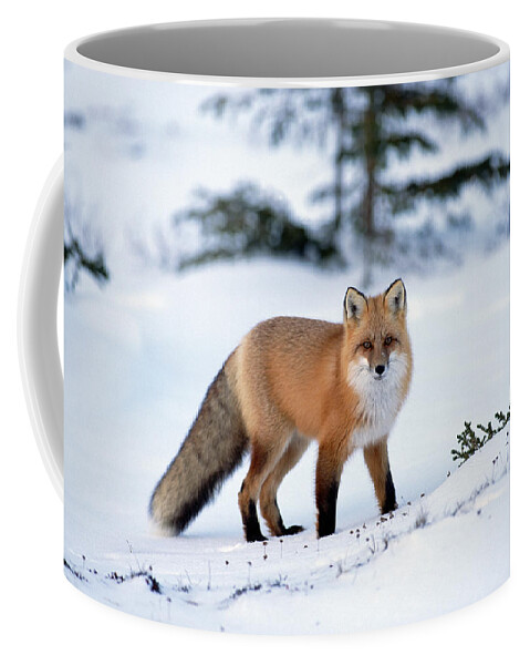 Mp Coffee Mug featuring the photograph Red Fox Vulpes Vulpes Portrait by Konrad Wothe
