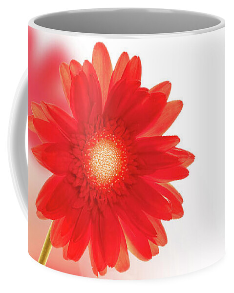 Daisy Coffee Mug featuring the photograph Red gerbera by Delphimages Photo Creations