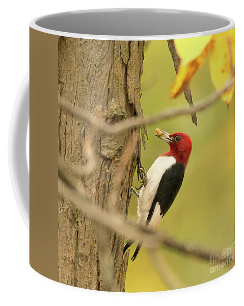 Bird Coffee Mug featuring the photograph Red Headed Woodpecker Feeding by Dennis Hammer