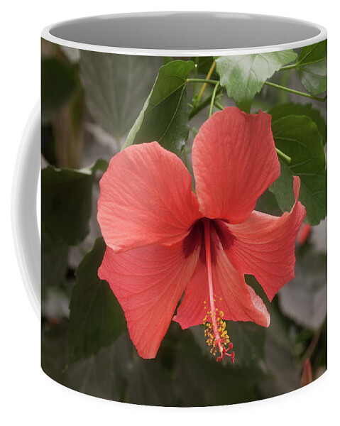 Flower Coffee Mug featuring the photograph Red Hibiscus Flower by Tim Abeln