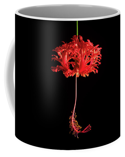 Hibiscus Coffee Mug featuring the photograph Red Hibiscus Schizopetalus On Black by Christopher Johnson