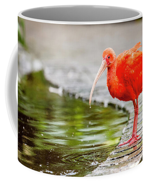 Plettenberg Bay Coffee Mug featuring the photograph Red Ibis by Alexey Stiop