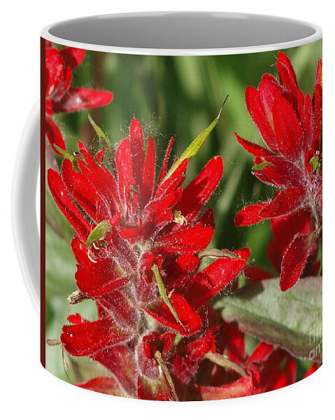 Red Coffee Mug featuring the photograph Red Indian Paint Brush by Vivian Martin