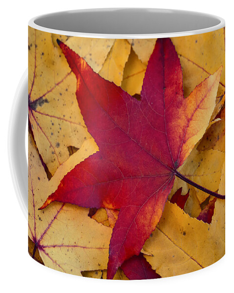 Leaf Coffee Mug featuring the photograph Red Leaf by Chevy Fleet